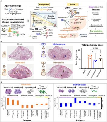 Methotrexate inhibition of SARS-CoV-2 entry, infection and inflammation revealed by bioinformatics approach and a hamster model
